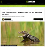 This Tiny Crocodile Can Moo – And Yes We Have The Receipts