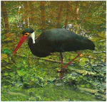 Records of the Endangered Storm's Stork Ciconia stormi in East Kutai, East Kalimantan, Indonesia, and notes on its conservation in Borneo