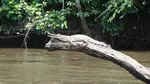 Acoustic communication of rare and threatened crocodilians and its use for population monitoring