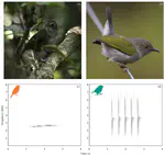 Contrasting acoustic-space competition avoidance strategies in Afrotropical forest birds